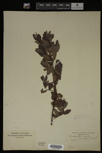 Salix discolor image