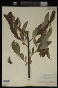 Salix discolor image