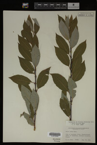 Salix discolor image