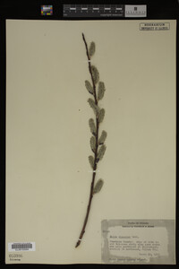 Image Associated With the Occurrence