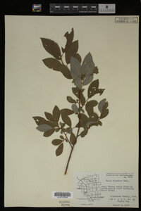 Salix discolor image