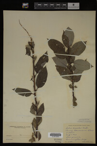 Image Associated With the Occurrence