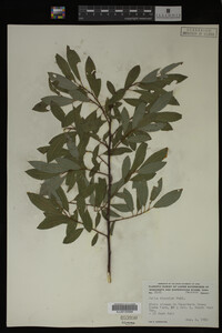 Salix discolor image