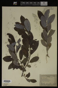 Salix discolor image