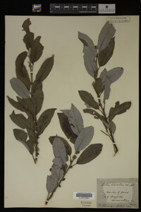 Salix discolor image