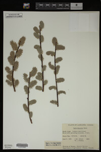 Salix discolor image