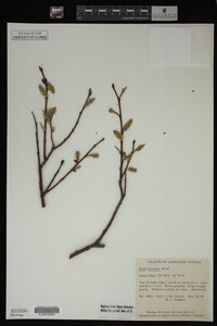 Image Associated With the Occurrence