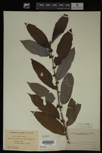 Image Associated With the Occurrence