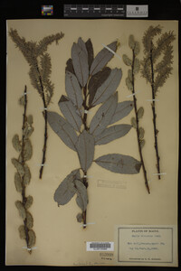 Salix discolor image