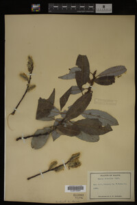 Image Associated With the Occurrence