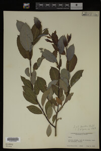 Image Associated With the Occurrence