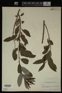 Salix discolor image