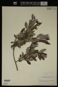 Salix discolor image