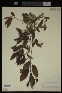 Image Associated With the Occurrence