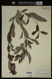 Image Associated With the Occurrence
