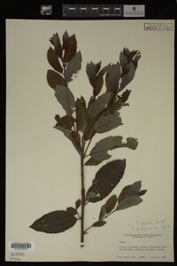 Salix discolor image