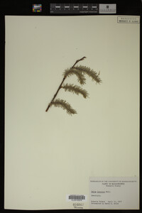 Salix discolor image