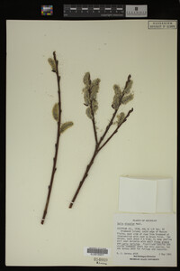 Image Associated With the Occurrence