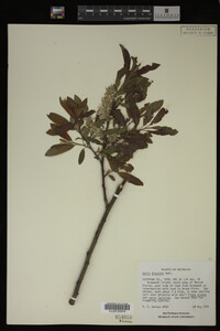 Salix discolor image