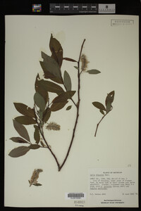 Salix discolor image