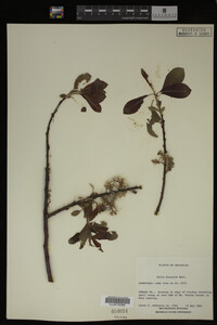 Image Associated With the Occurrence
