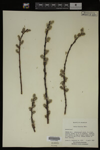 Salix discolor image