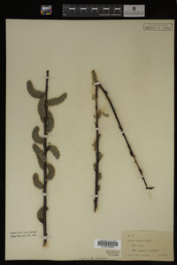 Salix discolor image