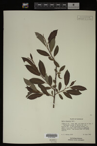 Image Associated With the Occurrence