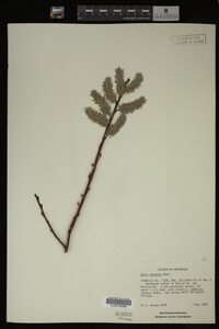 Image Associated With the Occurrence