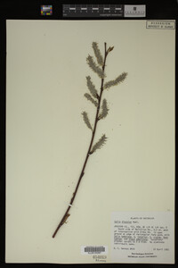 Salix discolor image