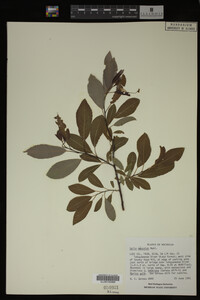 Salix discolor image
