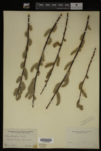 Salix discolor image