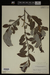 Salix discolor image