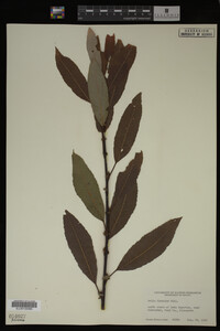 Salix discolor image