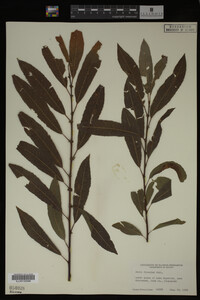 Image Associated With the Occurrence
