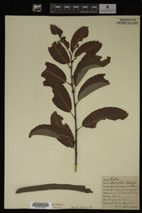 Salix discolor image