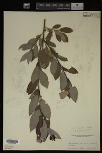 Image Associated With the Occurrence