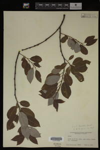 Salix discolor image
