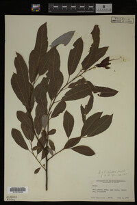 Salix discolor image