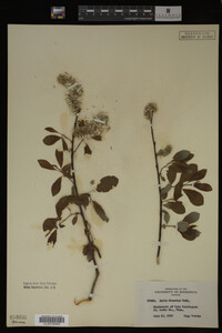Salix discolor image