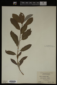 Image Associated With the Occurrence