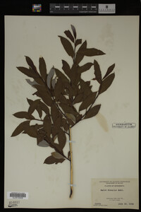 Salix discolor image