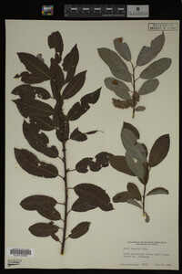 Image Associated With the Occurrence