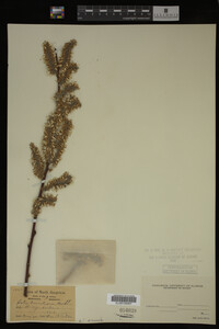 Salix discolor image