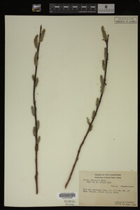 Salix discolor image
