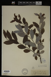 Image Associated With the Occurrence