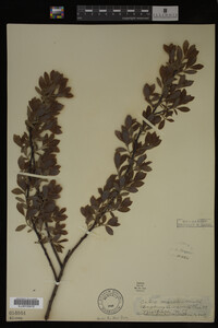 Salix discolor image