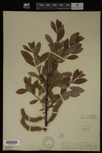 Image Associated With the Occurrence