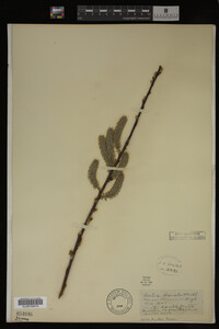 Salix discolor image