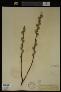 Salix discolor image